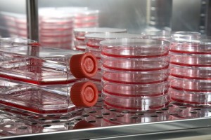Cell culture flasks and plates