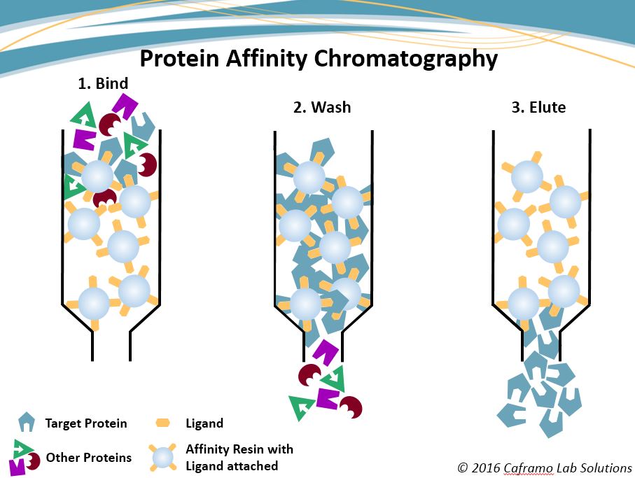 Affinity Chromatography Process