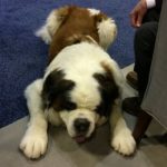 Pittcon Booth Dog