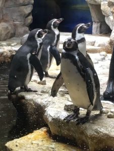 Popular Residents of Moody Gardens